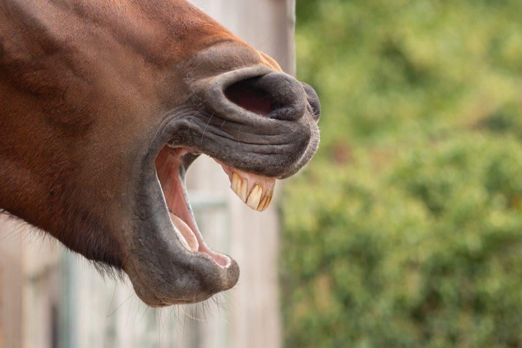 Signe de relâchement cheval