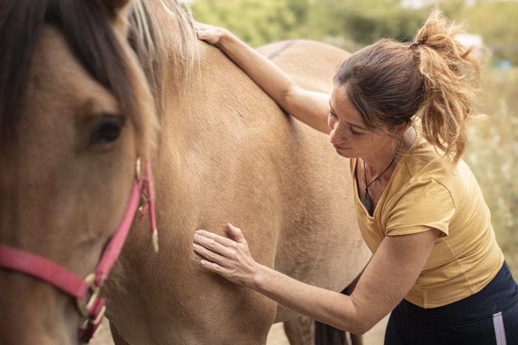 Massage equin Finistère